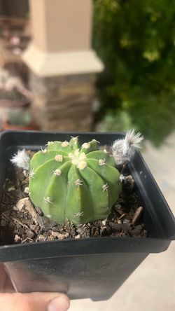 White Cactus Domino about to bloom 🌼 white