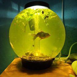 BIOrb Fish Tank
