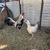 Gallo