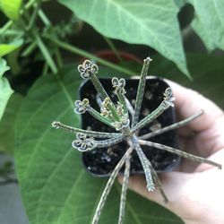 Mother Of Millions  Succulent Plant