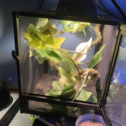 Chameleo Cage