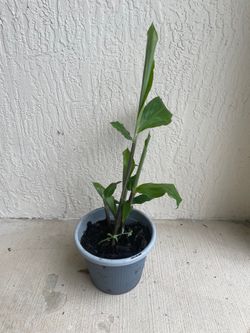 Shampoo Ginger Plant