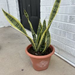 Snake Plant