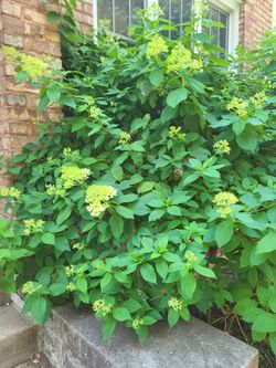 (2) Mature Panicle Hydrangea Shrub, ~5 ft W x 5 ft H, Price is per plant, Dig-Your-Own