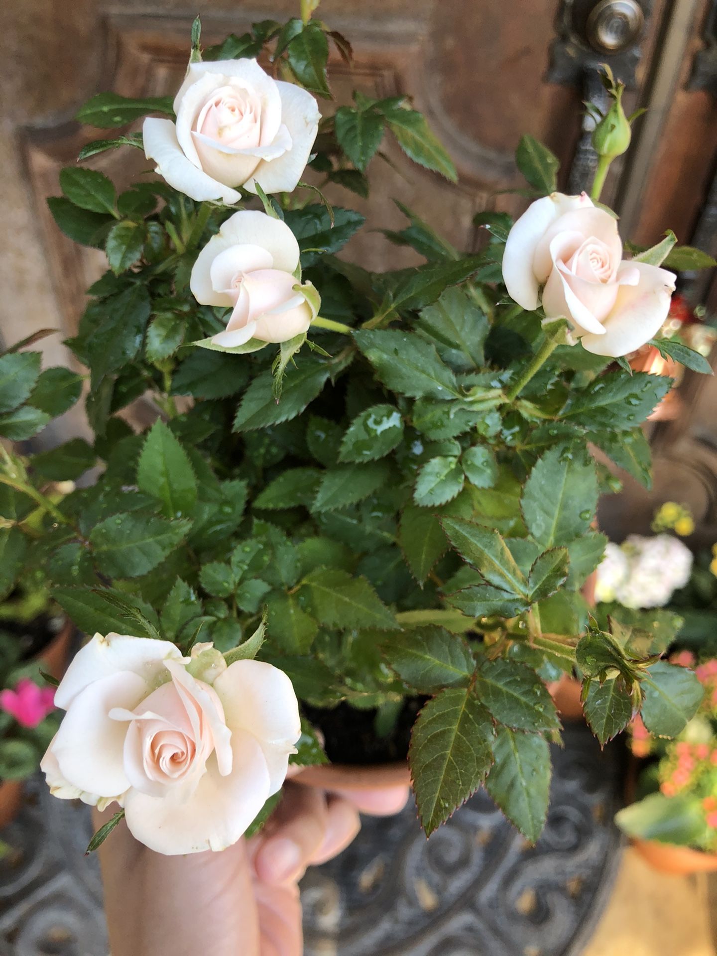 Beautiful mini roses plant! for Sale in Gardena, CA - OfferUp