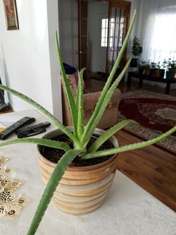 Aloe vera Aloe vera