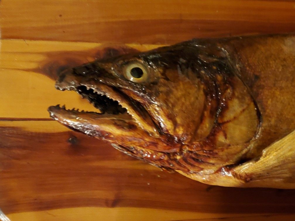 Fish Mount/ Taxidermy
