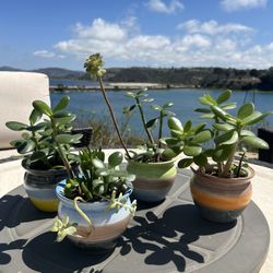 Succulent Arrangements For Sale