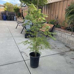 Japanese Maple Plants (Only Two Left) $100:00  Each