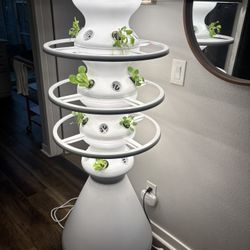 Lettuce Grow