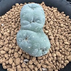 Created LW Rare Seed Grown Cactus Plant 