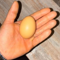 Organic fresh Chicken Eggs 