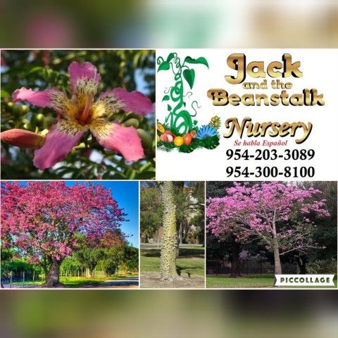 Silkyfloss Tree In 7 Gal Arboles De Ceiba En 7gal