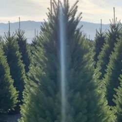 LIVE CHRISTMAS TREES