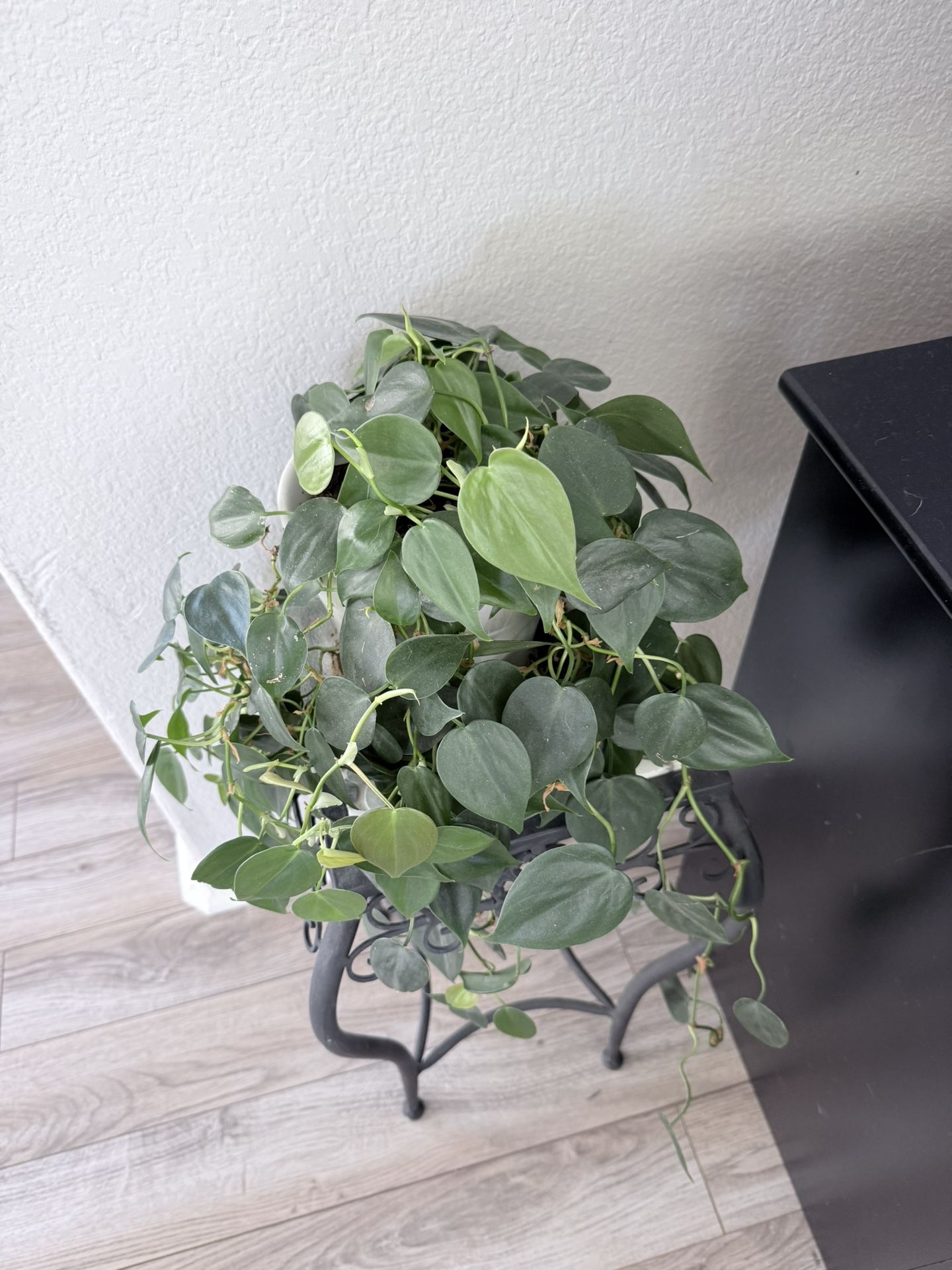 Heart-Leaf Philodendron