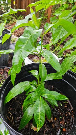 Yellow Mango Tree