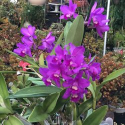 Orchid Cattleya 