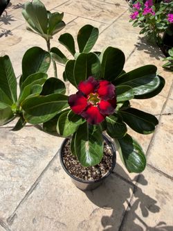 Desert Rose