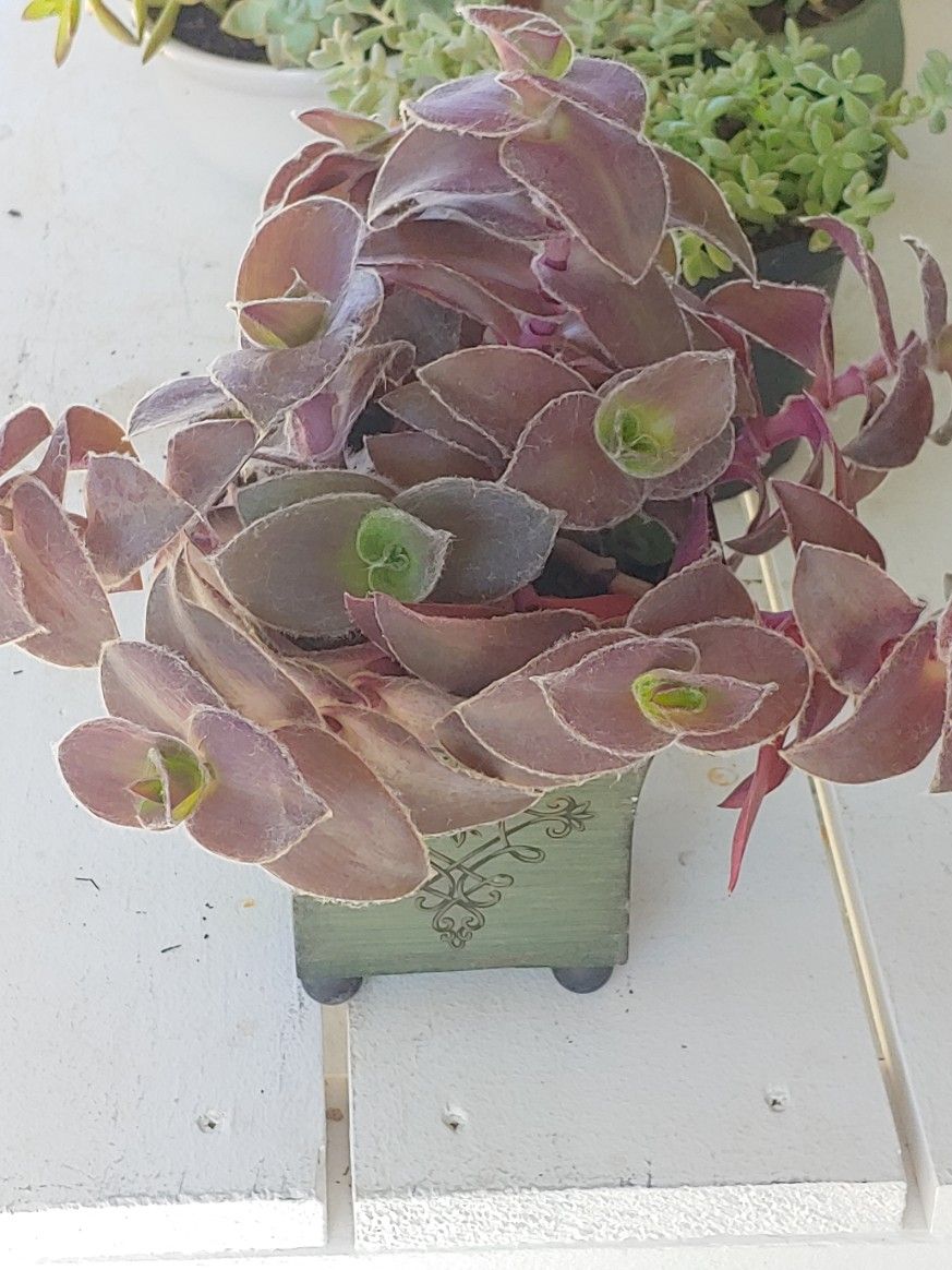 Succulent Plant 