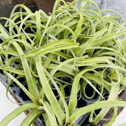 Air Plants