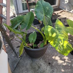 Plant