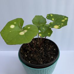 Farfugium Firefly  “ Leopard Plant” 6 In Pot 