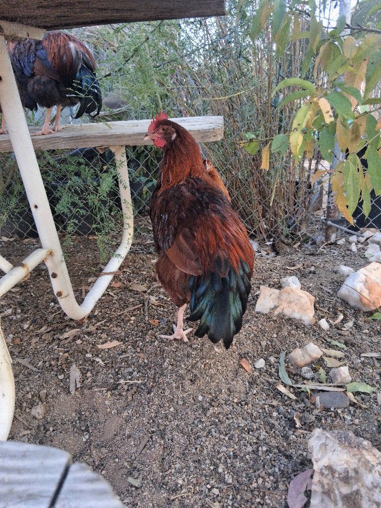 Dos Gallos De Venta