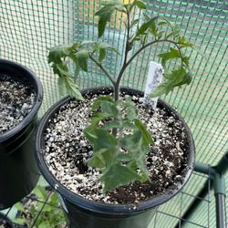 Indigo Chocolate Tomato Plant