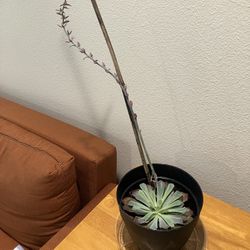 Giant Succulent , Pot, Tray
