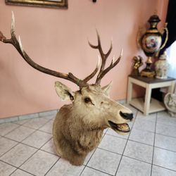 Mounted Stuffed Reindeer Head Genuine