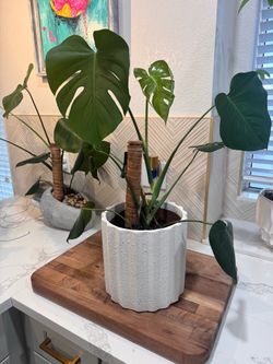 Monstera Deliciosa Plant in White Textured Pot