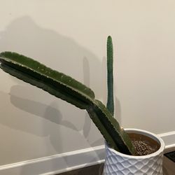 Peruvian Apple Cacti - 4 Available