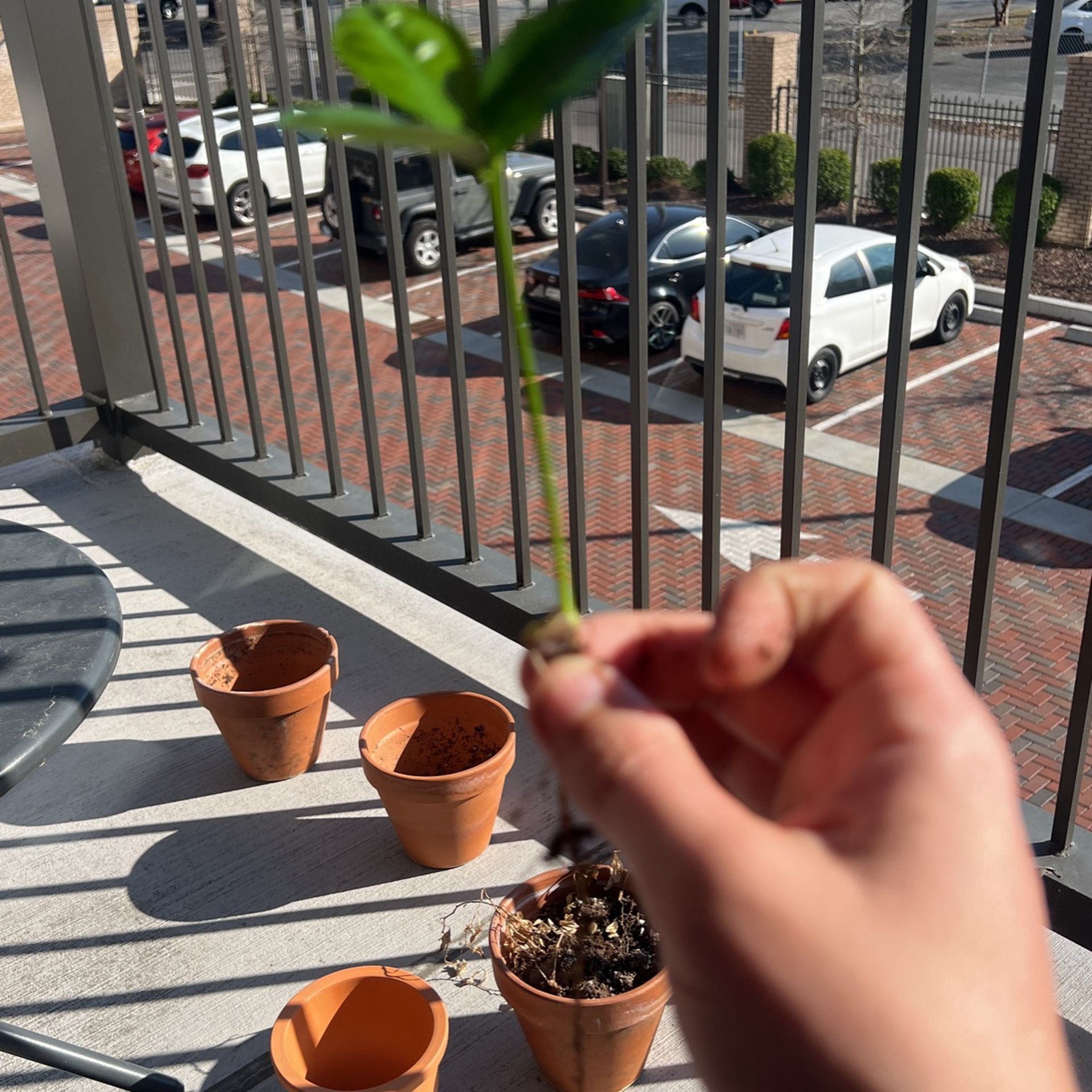 Pomelo Sprouts