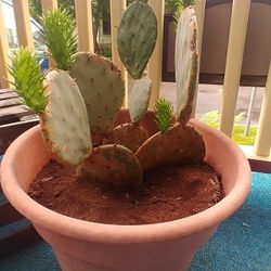 Prickly Pear Cactus