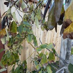 Avocado 🥑 🌲 tree 6 feet tall for only 60 dollars