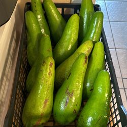 Avocados Rusell Guiro Quenepas Limoncillos Longan 