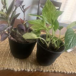 Plants for inside!  Any- $6!       Please 