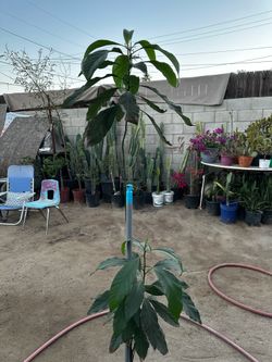 Árbol de aguacate 🥑