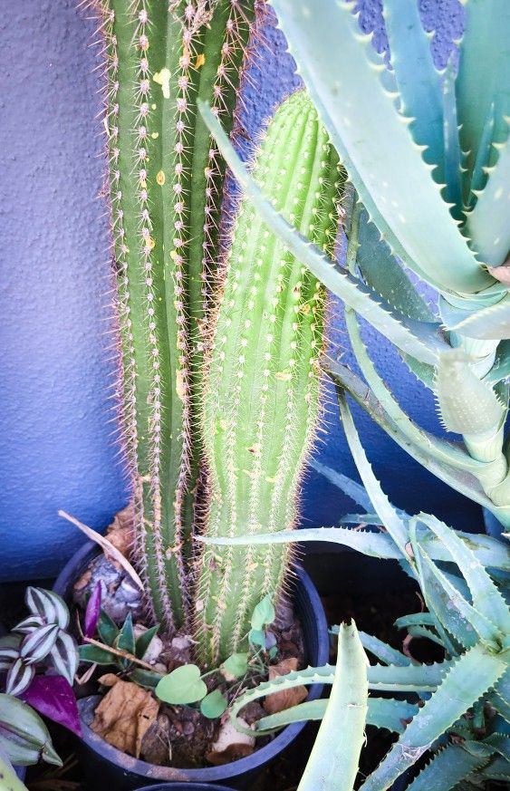 Golden Torch Cactus - 4' ft. Tall! π΅