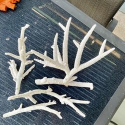 Elkhorn coral