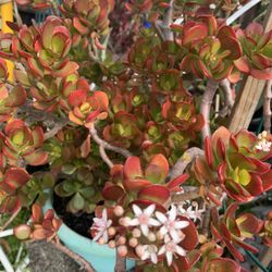 Beautiful Colors Jade Plant.