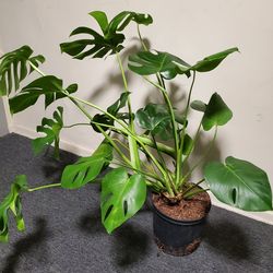 Monstera Deliciosa Swiss Cheese House Plant