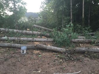 Trees cut for $399