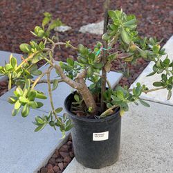 Bonsai style Lucky Jade Plant in 5 gallon Pot  Cash only