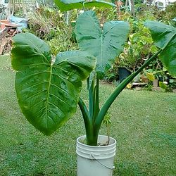 Planta de Oreja de Elefante