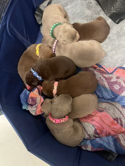 Xl Bully Lab