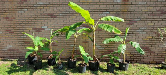 Dwarf banana trees
