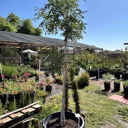 24g Red Push Pistachio Tree