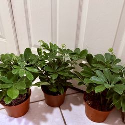 ♥️MOONDROP UMBRELLA♥️Please Read Description 13”H