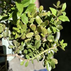 Medium Jade Plant Ceramic Pot 